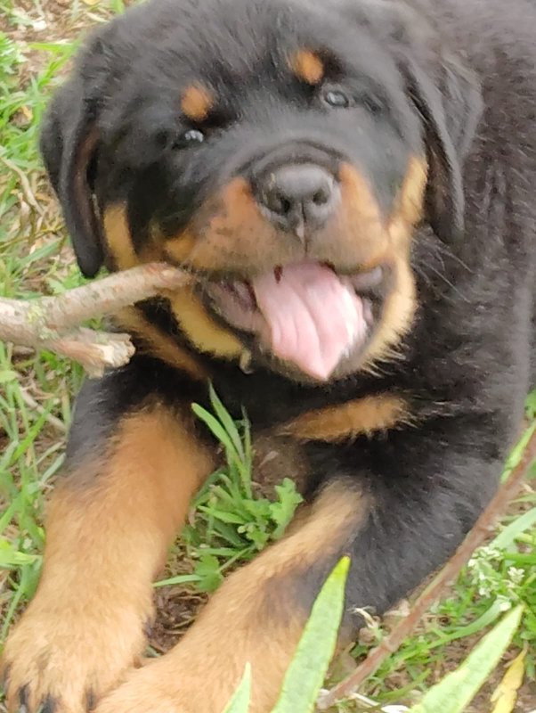 Rottweiler Welpe
